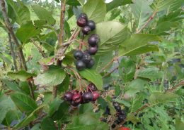 Aronia Berries Wright Farms MN 5