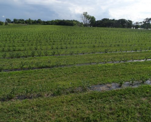 Aronia Berries Wright Farms MN 3