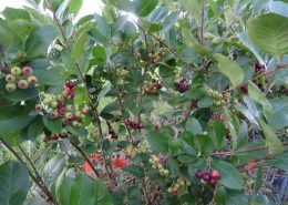 Aronia Berries Wright Farms MN 4