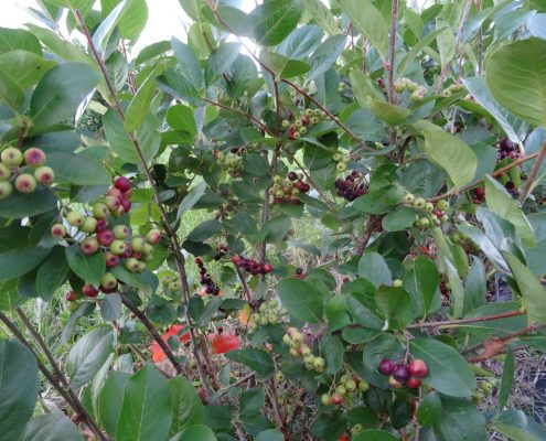 Aronia Berries Wright Farms MN 4