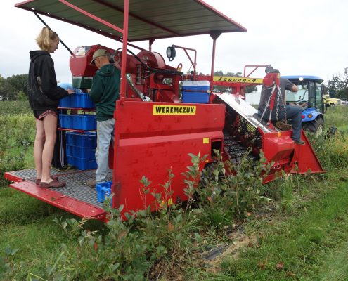 Aronia Berry Harvesting Wright Farms MN 5