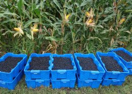 Aronia Berry Harvesting Wright Farms MN 9