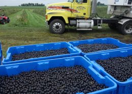 Aronia Berry Harvesting Wright Farms MN 10