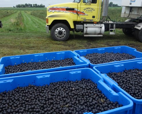 Aronia Berry Harvesting Wright Farms MN 10