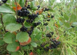 Aronia Berry Harvesting Wright Farms MN 1