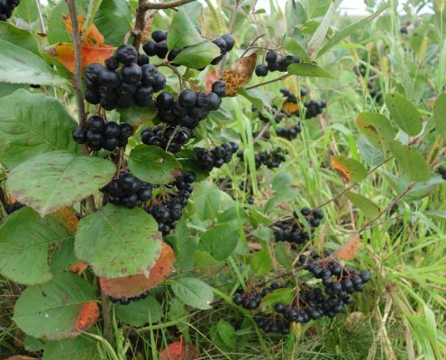 Aronia Berry Harvesting Wright Farms MN 1