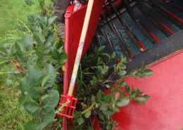 Aronia Berry Harvesting Wright Farms MN 4