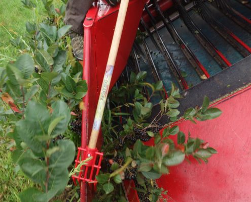 Aronia Berry Harvesting Wright Farms MN 4