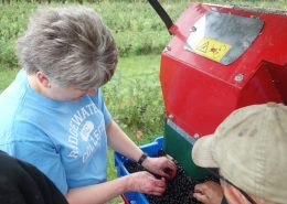 Aronia Berry Harvesting Wright Farms MN 6