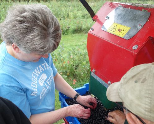 Aronia Berry Harvesting Wright Farms MN 6