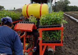Aronia Berry Planting Wright Farms MN 13