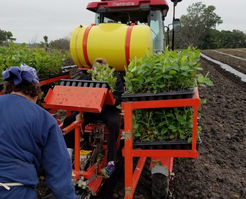 Aronia Berry Planting Wright Farms MN 13