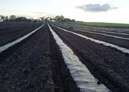Aronia Berry Planting Wright Farms MN 8