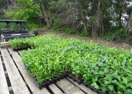 Aronia Berry Planting Wright Farms MN 10