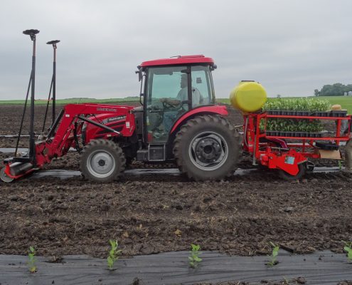 Aronia Berry Planting Wright Farms MN 11