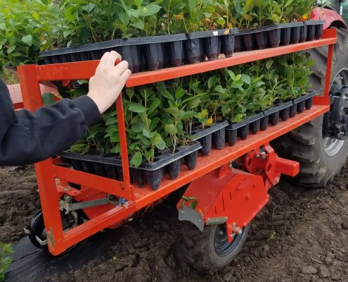 Aronia Berry Planting Wright Farms MN 12