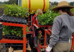 Aronia Berry Planting Wright Farms MN 14