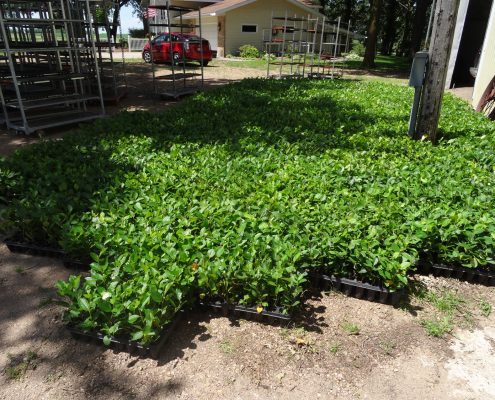 Aronia Berry Planting Wright Farms MN 1