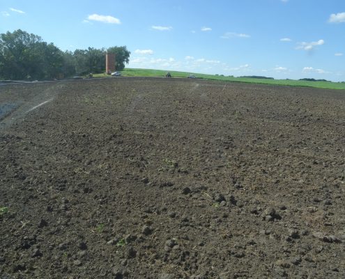 Aronia Berry Planting Wright Farms MN 3