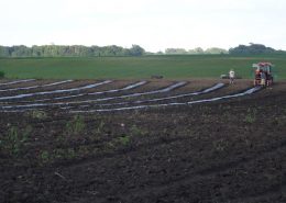 Aronia Berry Planting Wright Farms MN 7
