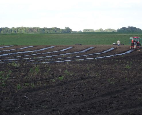 Aronia Berry Planting Wright Farms MN 7