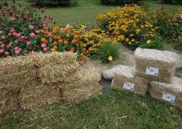 Mini straw bales, mini hay bales Wright Farms MN 1