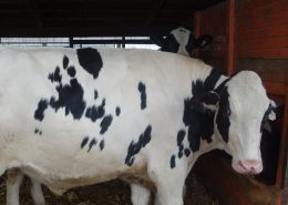 MN Beef for sale Wright Farms 1