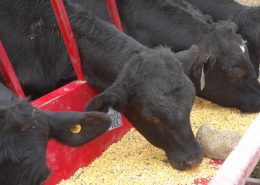 MN Beef for sale Wright Farms 4