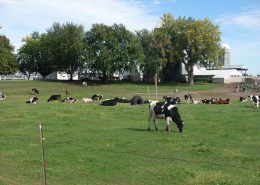 MN Beef for sale Wright Farms 2