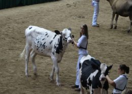 Wright Family Showing Animals 8