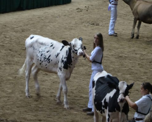 Wright Family Showing Animals 8