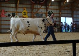 Wright Family Showing Animals 14