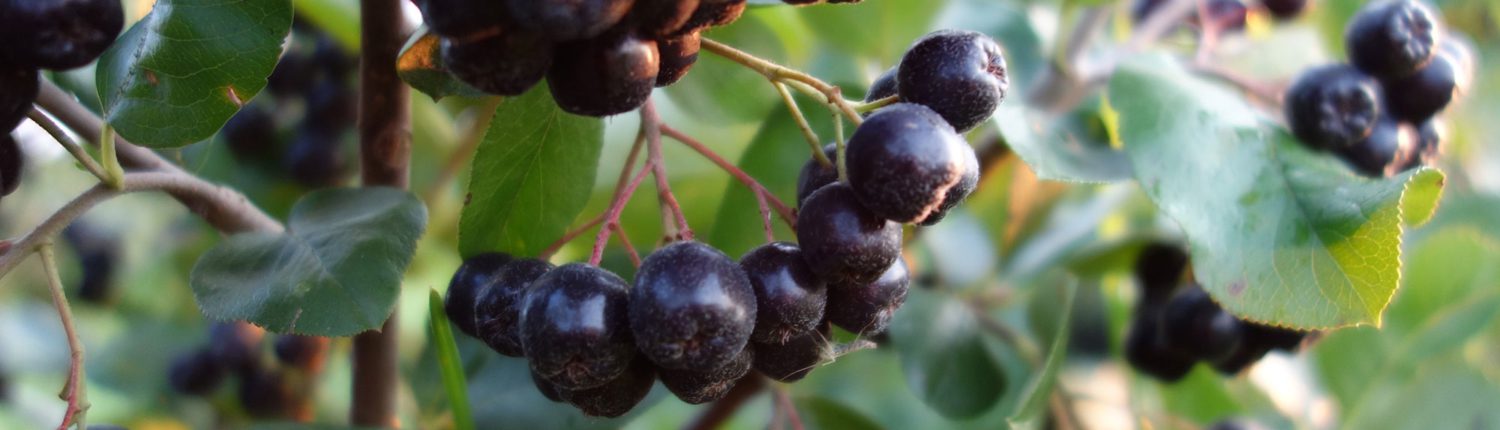 Minnesota Aronia Berries - Wright Farms